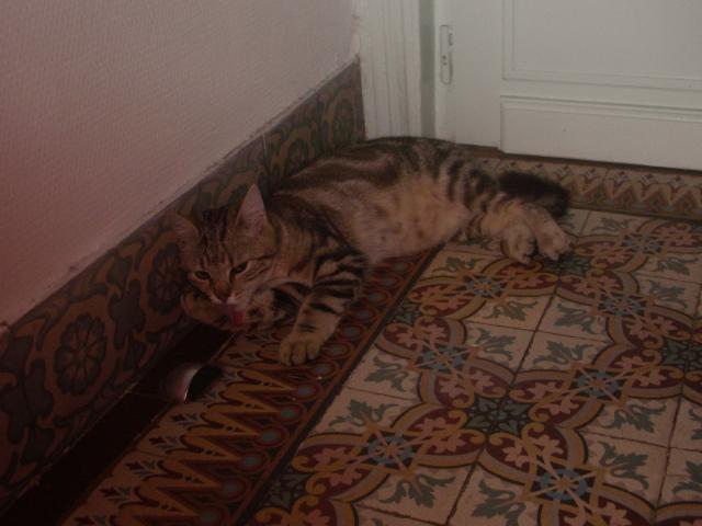 Mon doudou Réglisse. NOUVEAU SUJET CHEZ LES CHATS ADULTES - Page 6 R-glisse-169-25c59b6