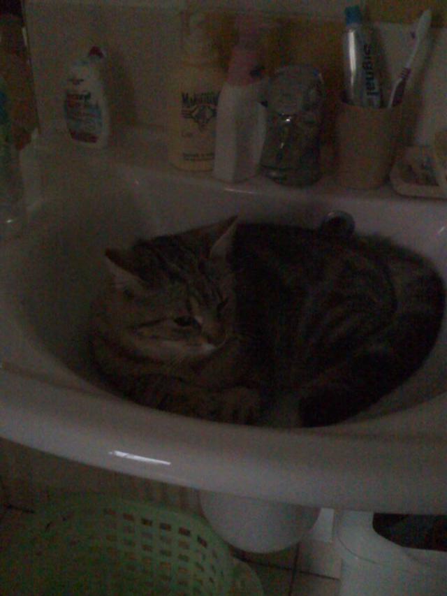 Mon doudou Réglisse. NOUVEAU SUJET CHEZ LES CHATS ADULTES - Page 8 R-glisse-210-26b3f3d