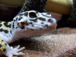 ma petite famille de gecko :) Sans-titre-3-26501f2
