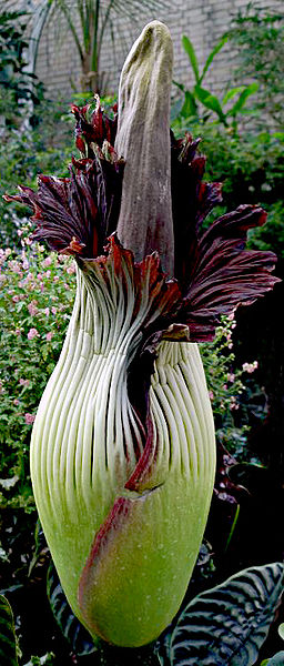 L'amorphophallus titanus 256px-398px-titan_arum.752-2816738