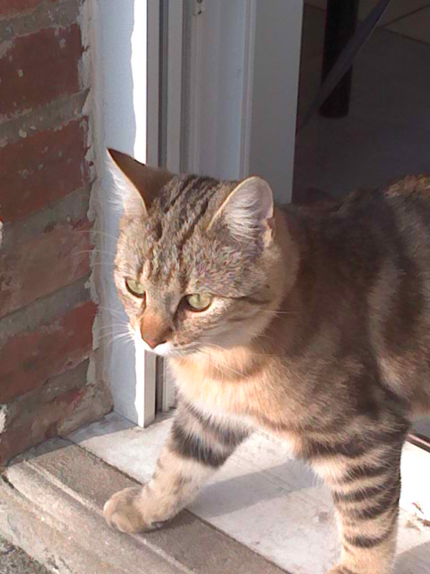 Mon doudou Réglisse. NOUVEAU SUJET CHEZ LES CHATS ADULTES - Page 8 R-glisse-212-26b3efd